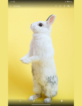 Pixora Gallery - Android Studio Kotlin Project Screenshot 3