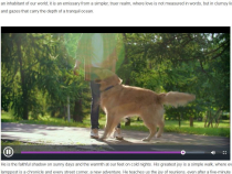 WP Video Engine - WordPress Video Player Screenshot 2